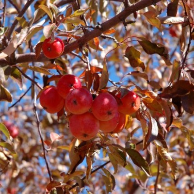 HOW TO MAKE CRABAPPLE JELLY