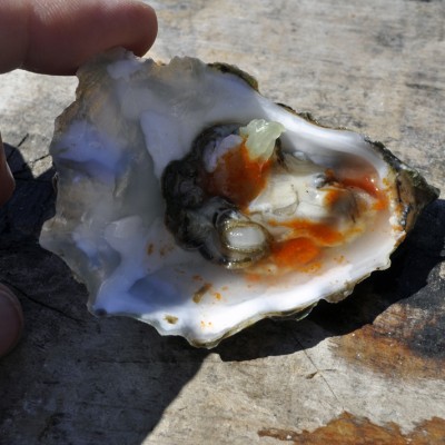 Tomales Bay Oysters