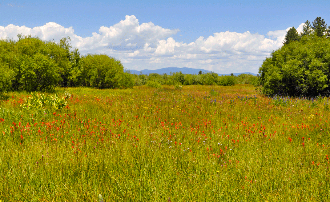wildflowers-tahoe